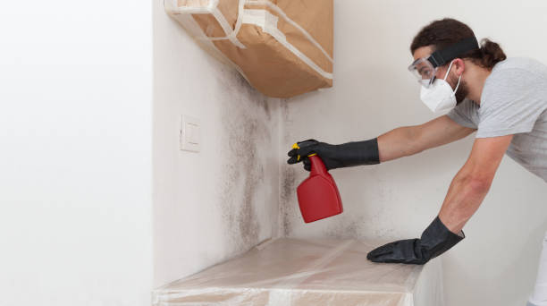 Professional Basement Mold Remediation technician working in Timnath, CO